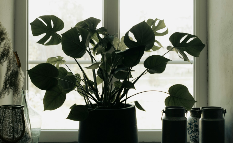 Phasellus et congue leo